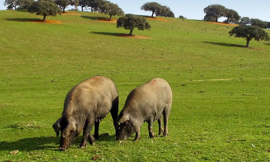 Cerdos ibéricos pastando en una dehesa verde con encinas
