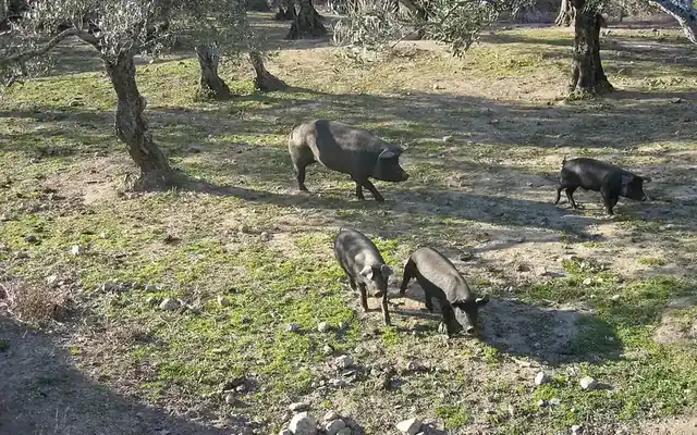 Cerdos ibéricos buscando bellotas bajo los árboles